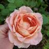 Fun in the Sun™ rose photo