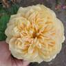 Golden Zest ™ rose photo