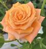 Caribbean ™ rose photo