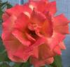 A Lady Never Tells rose photo