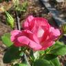 Baronne Edmond de Rothschild ® rose photo