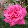 Pink Peace rose photo