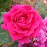 Stephens' Big Purple rose photo