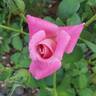 Pink Parfait rose photo