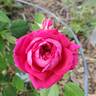 Eugène de Beauharnais rose photo
