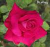 Bambey rose photo