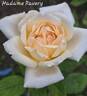 Madame Ravary rose photo