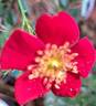 Candia Meillandécor ® rose photo