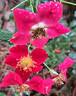 Candia Meillandécor ® rose photo