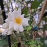 Midsummersnow ® rose photo