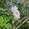 Midsummersnow ® rose photo