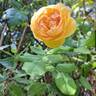 Crown Princess Margareta rose photo