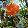 Havanna rose photo