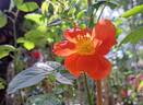 Havanna rose photo