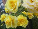 Sterntaler ® rose photo