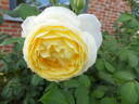 Jean Robie rose photo