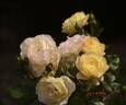 Life of the Party rose photo