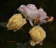 Life of the Party rose photo