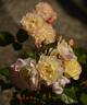 Life of the Party rose photo
