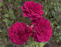 Prospero ® rose photo