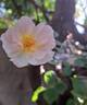 Scarborough Fair rose photo