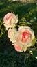 Pierre de Ronsard rose photo
