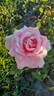 Frederic Mistral rose photo