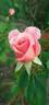 Compassion rose photo