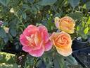 Kaleidoscope Girl rose photo