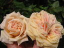 Souvenir d'Elise Vardon rose photo