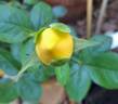 Michelangelo rose photo