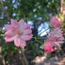 The Fairy rose photo