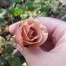 Koko Loco rose photo