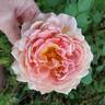 Fun in the Sun™ rose photo