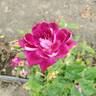 Burgundy Iceberg rose photo
