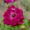 Burgundy Iceberg rose photo