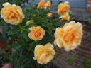 Anne Harkness rose photo
