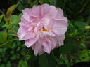 Celsiana rose photo