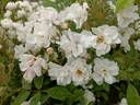 Schoone Gezelle Blomme rose photo