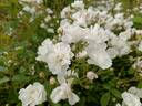 Schoone Gezelle Blomme rose photo