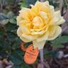 Michelangelo rose photo