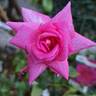 Parfum Royal rose photo