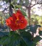 Havanna rose photo