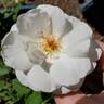 Pearlescent ™ rose photo