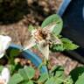 Pearlescent ™ rose photo