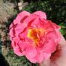 Condesa de Sástago rose photo