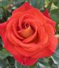 Burst of Joy ™ rose photo