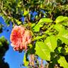 Orangerie rose photo