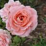 Precious Dream rose photo