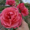 Dee-Lish rose photo